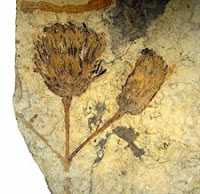 Investigadores Argentinos encontraron un fósil de una flor del grupo de las Asteracaea de más de 47 millones de años