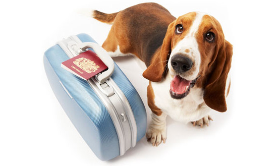 DOGS AND CATS BREED How to Purchase Travel Insurance for
