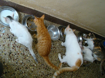 cats lined up for lunch