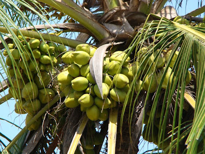tender coconut on the tree