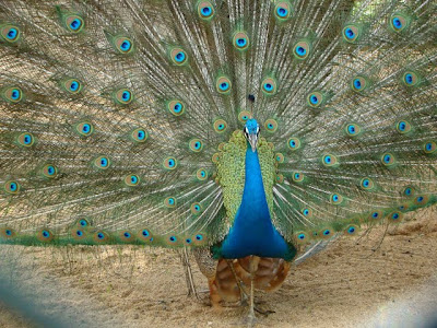 Peacock with open feathers