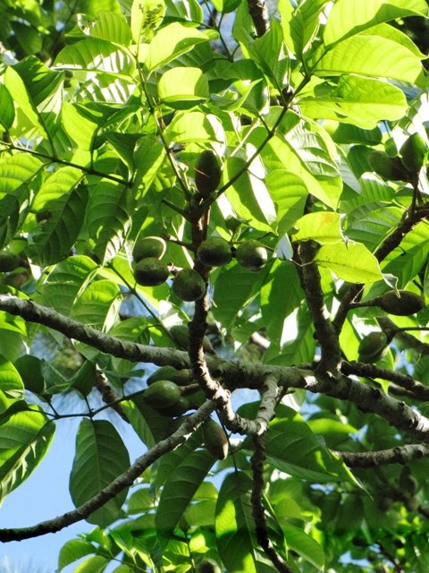 OUR PHILIPPINE TREES: Nutting Season