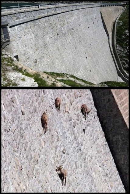 Cabras locas trepando por el muro de un dique en Italia