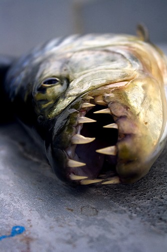 Enormes dientes del pez tigre