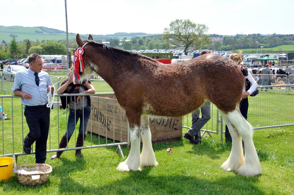North Fife Equine Champions Fife Show