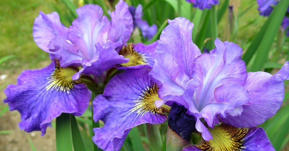 Siberian Iris 'ANOTHER PRETTY FACE' ~ HERITAGE IRISES
