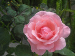 Rosa cor de rosa