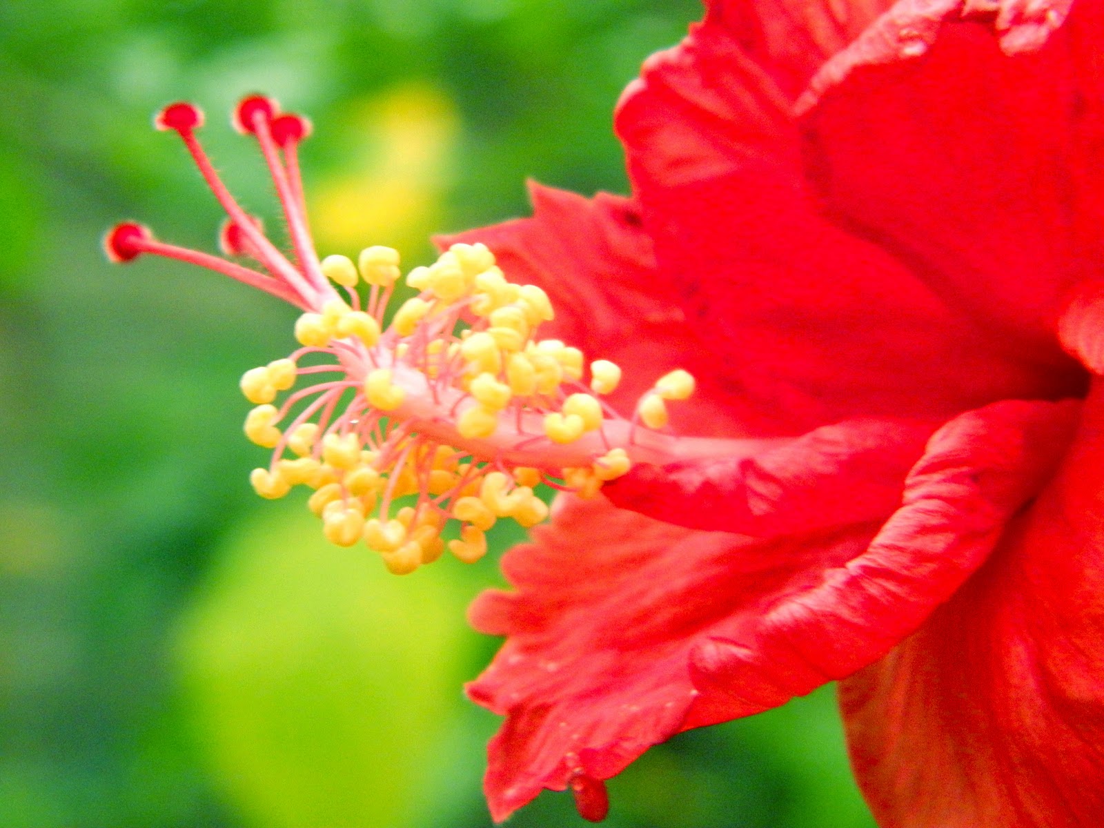 5000 Wallpaper Bunga Raya HD Terbaik 5000 Wallpaper Bunga Raya HD Terbaik