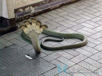 gambar ular cobra - gambar ular - gambar ular cobra