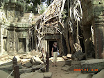 Trädrötter växer över tempel i djungelstaden Angkor II, Kambodja