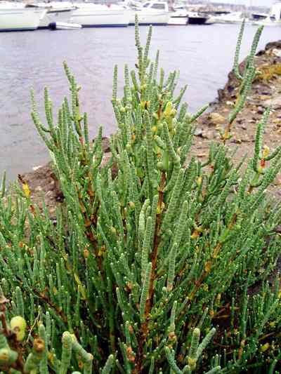 [salicorniaeuropaeasalicornia01[1].jpg]