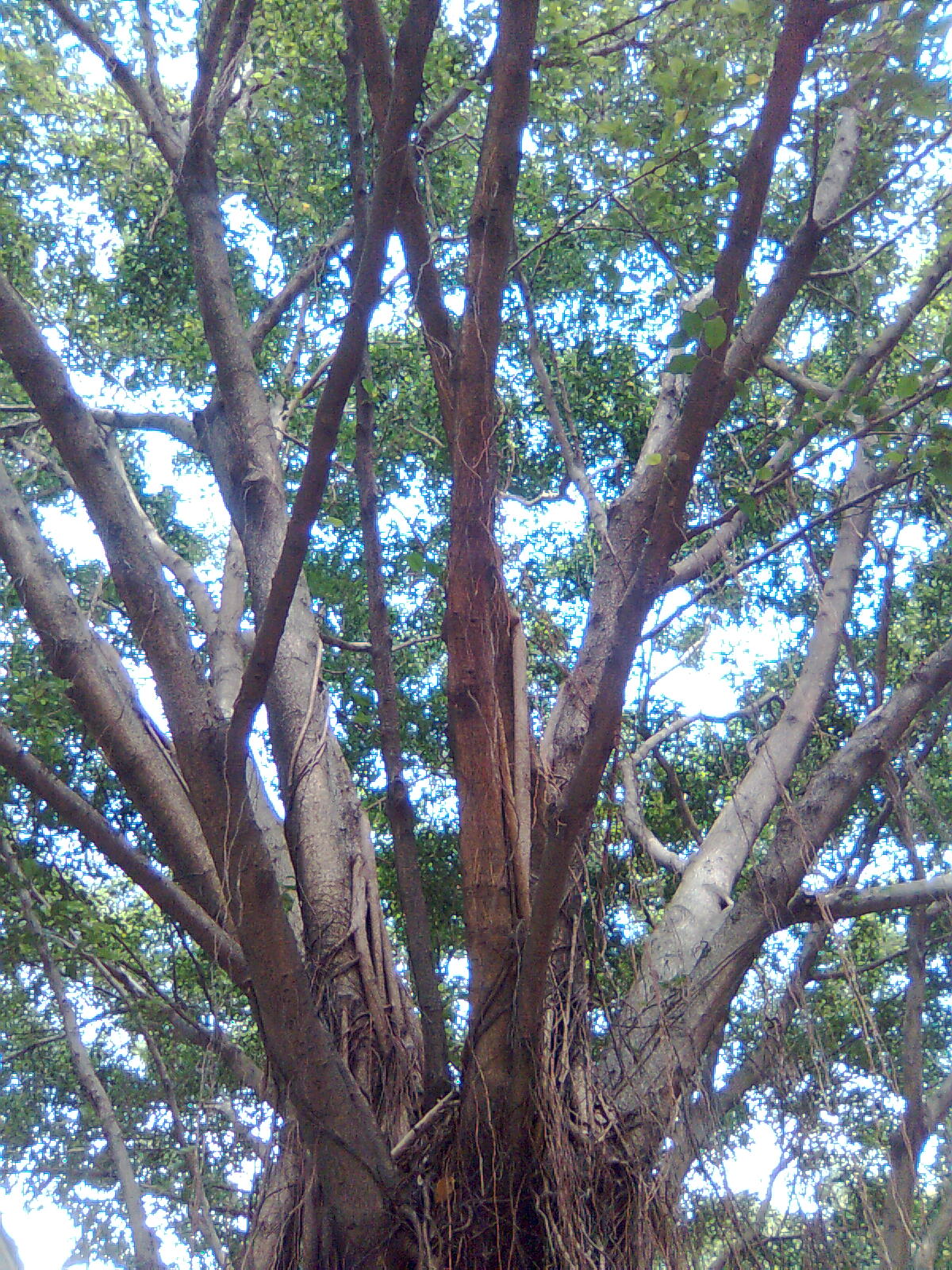 [tree3.jpg]