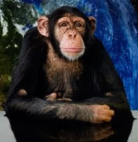 Wonk Monkey