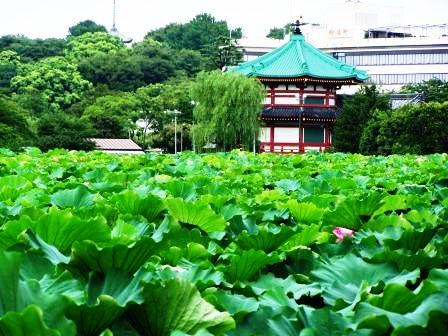 [lotus+and+shrine+web.jpg]