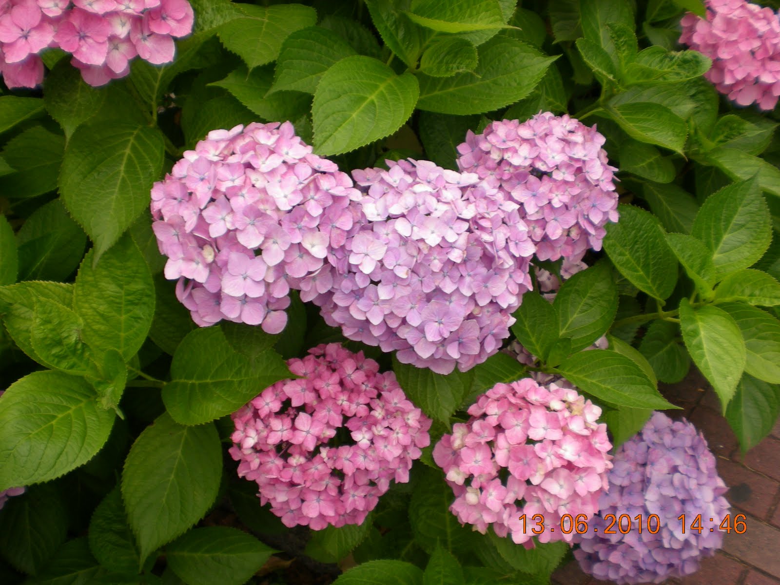 lihatlah dengan mata hati: bunga-bunga kehidupan...