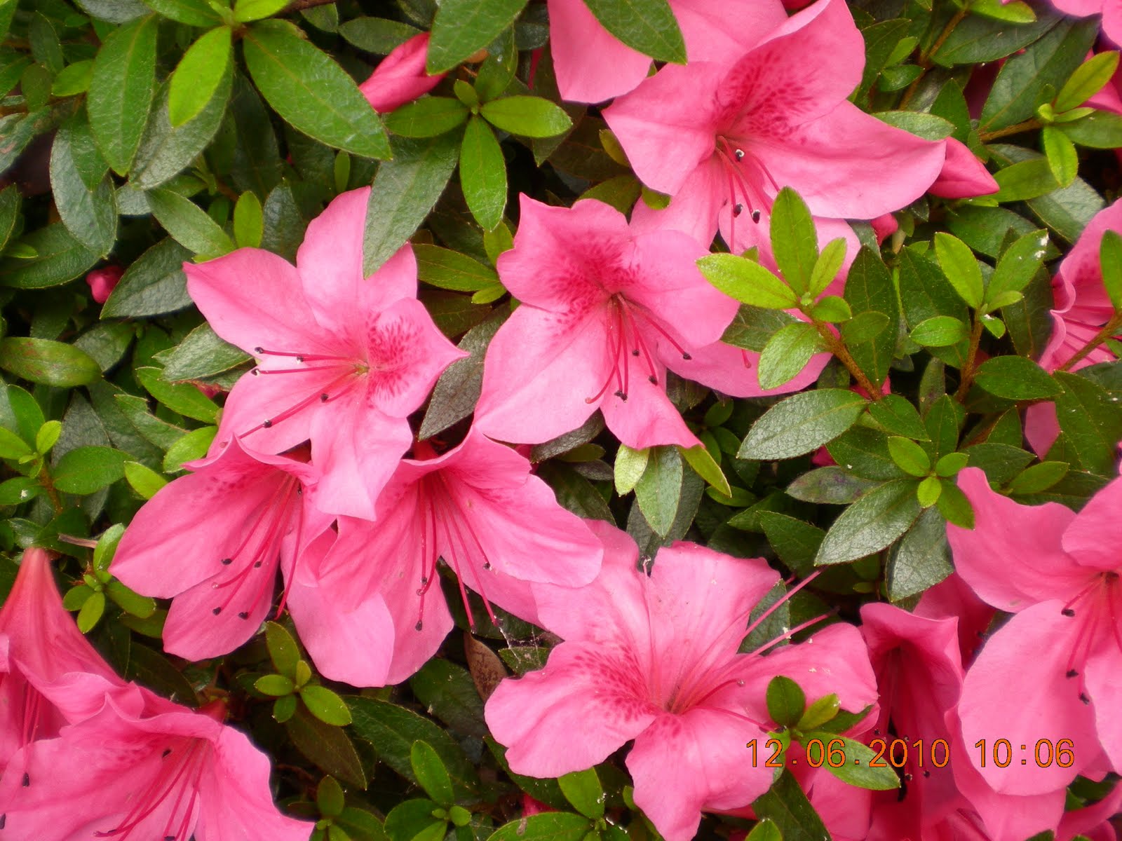 lihatlah dengan mata hati: bunga-bunga kehidupan...