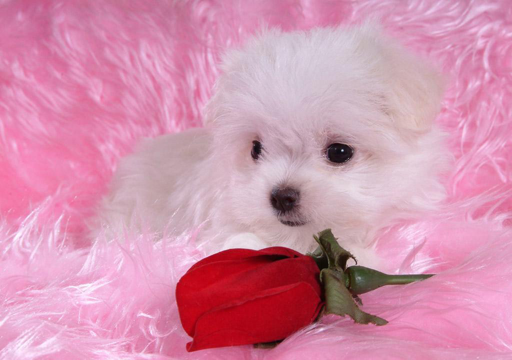  really very  cUte  white puppies  Seductive Girl