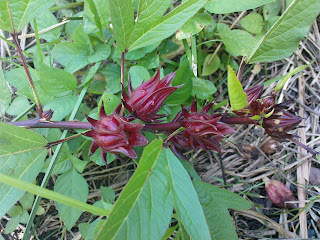 Berbudi Pada Tanah: Pokok Rozel / Raibina