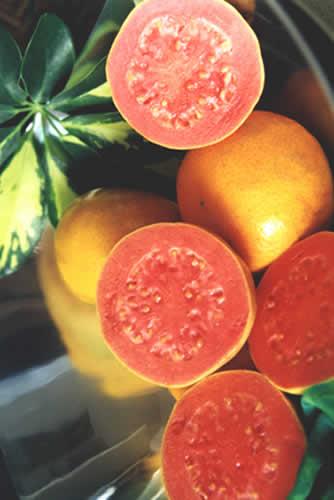 [goiaba+meyvesi.JPG]