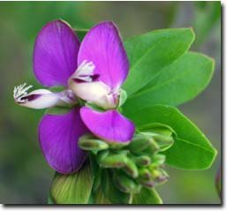 [süt+otu-Polygala.jpg]