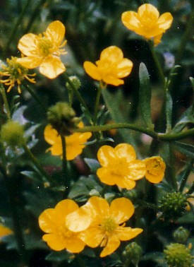 [Sarıot+(+Düğünçiçeği+).jpg]