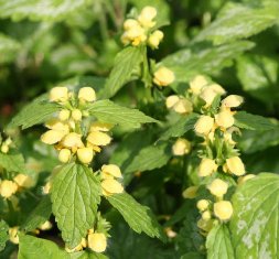 [Sarı+Ballıbaba.jpg]