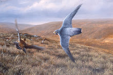 PEREGRINE AND GROUSE