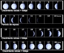 Crecimiento y fases lunares