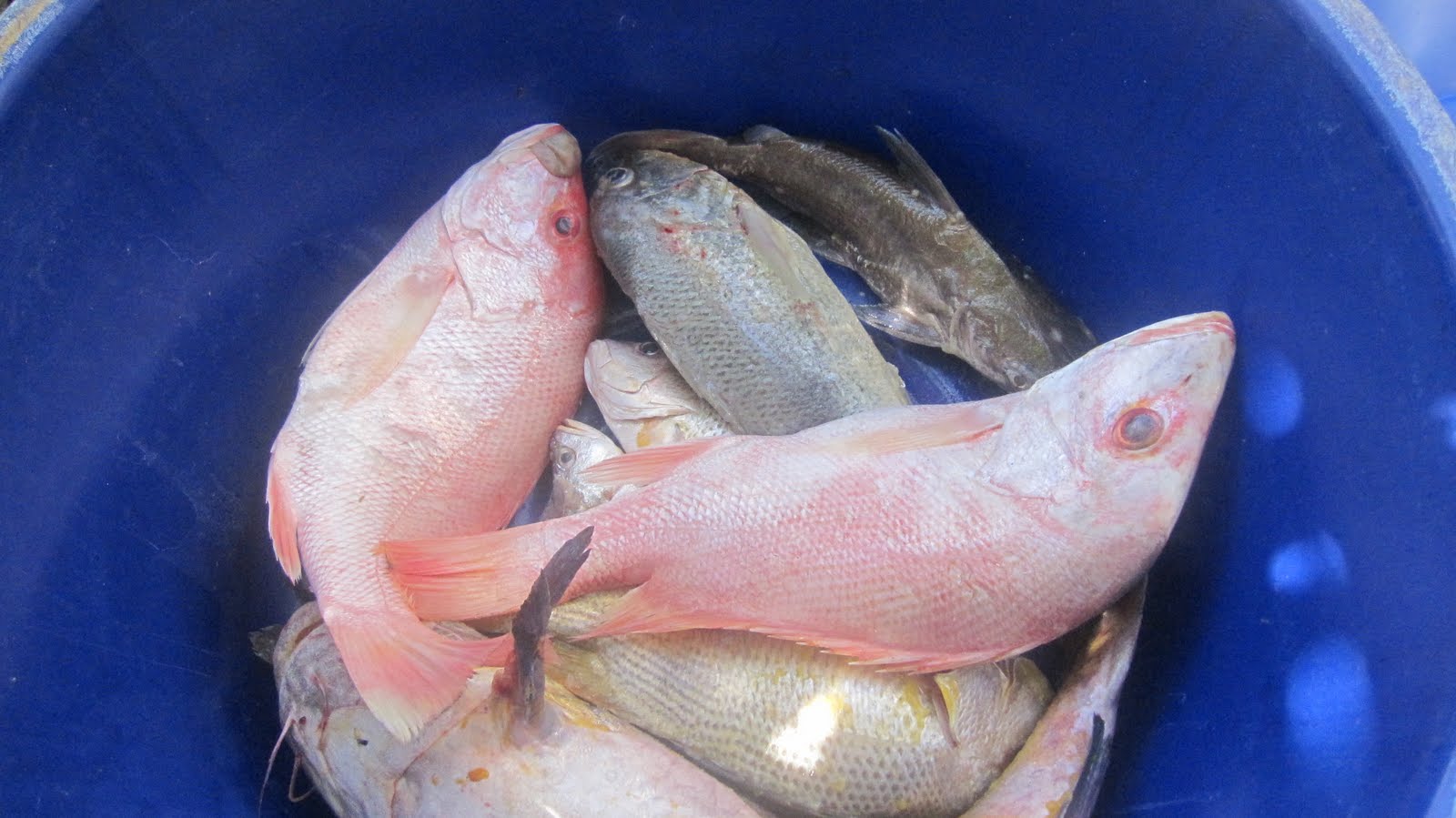 Yan's Family, Frens, Travel, And Food Journal Hasil Tangkapan...