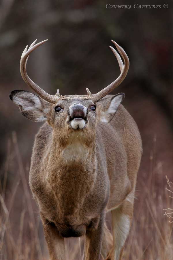 Country Captures Thoughts on Photographing Whitetails