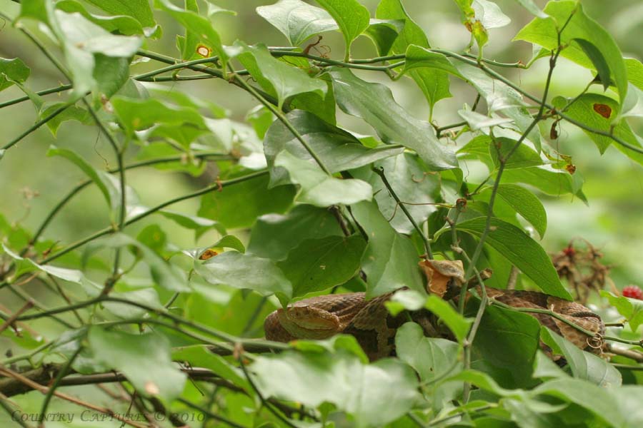 Country Captures Camera Critters Raspberries & Copperheads