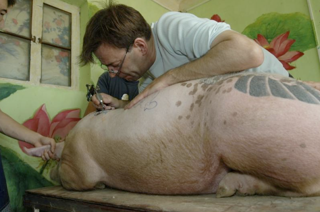 Artist Wim Delvoye tattoos a pig