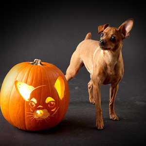 chihuahua pumpkin dog breed jack-o-lanterns