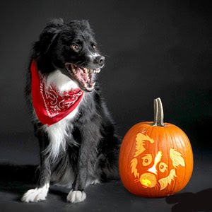 Dog Breed Jack-O-Lantern