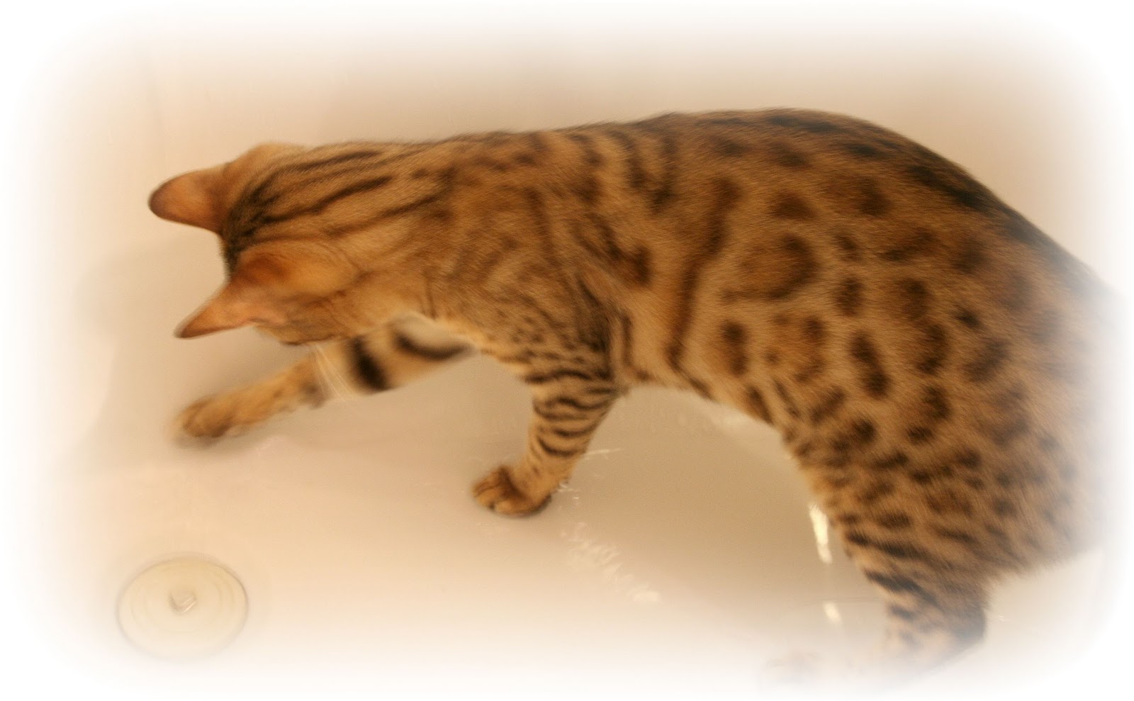 Can Fully Grown Cats Eat Kitten Food Can Fully Grown Cats Eat Kitten Food