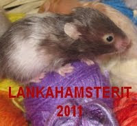 Hamsterinappi 2011