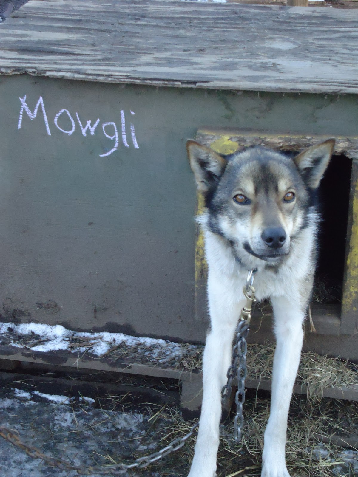 Being Human Muddy Paw Sled Dog Kennel