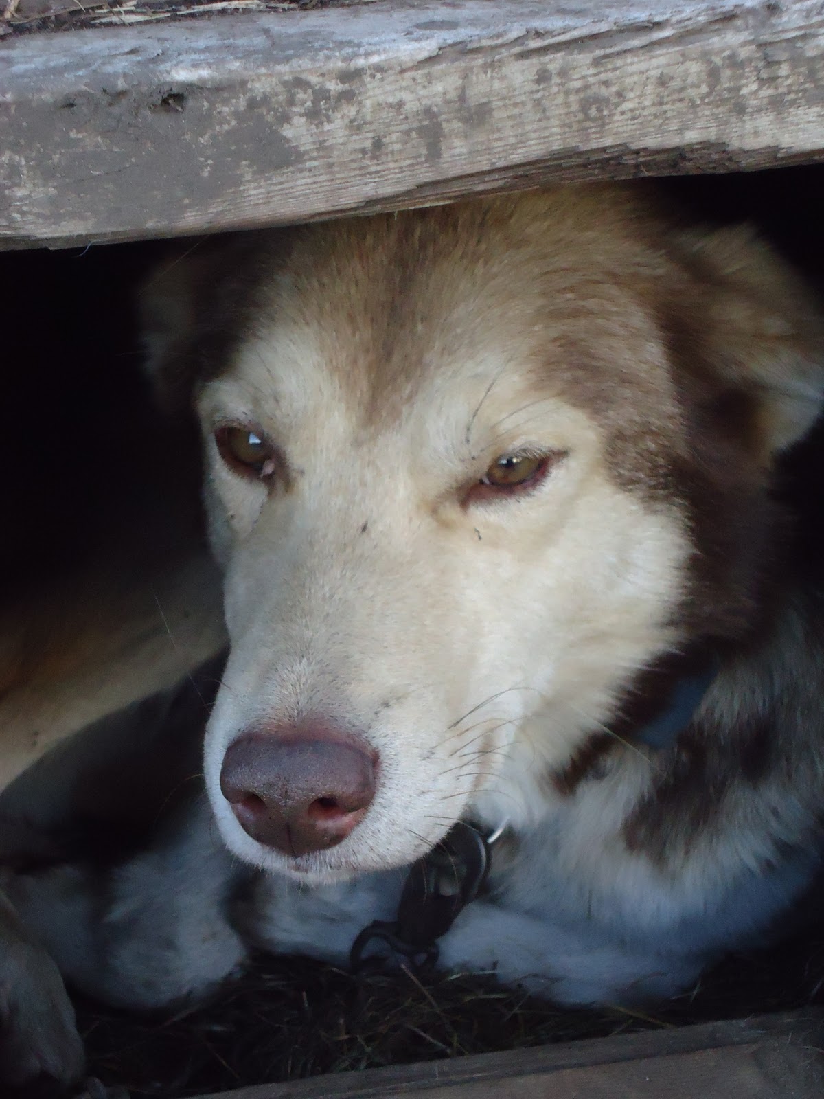 Being Human Muddy Paw Sled Dog Kennel