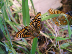 euphydryas aurinia amateur