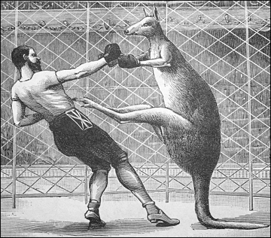kangaroo_boxing.png