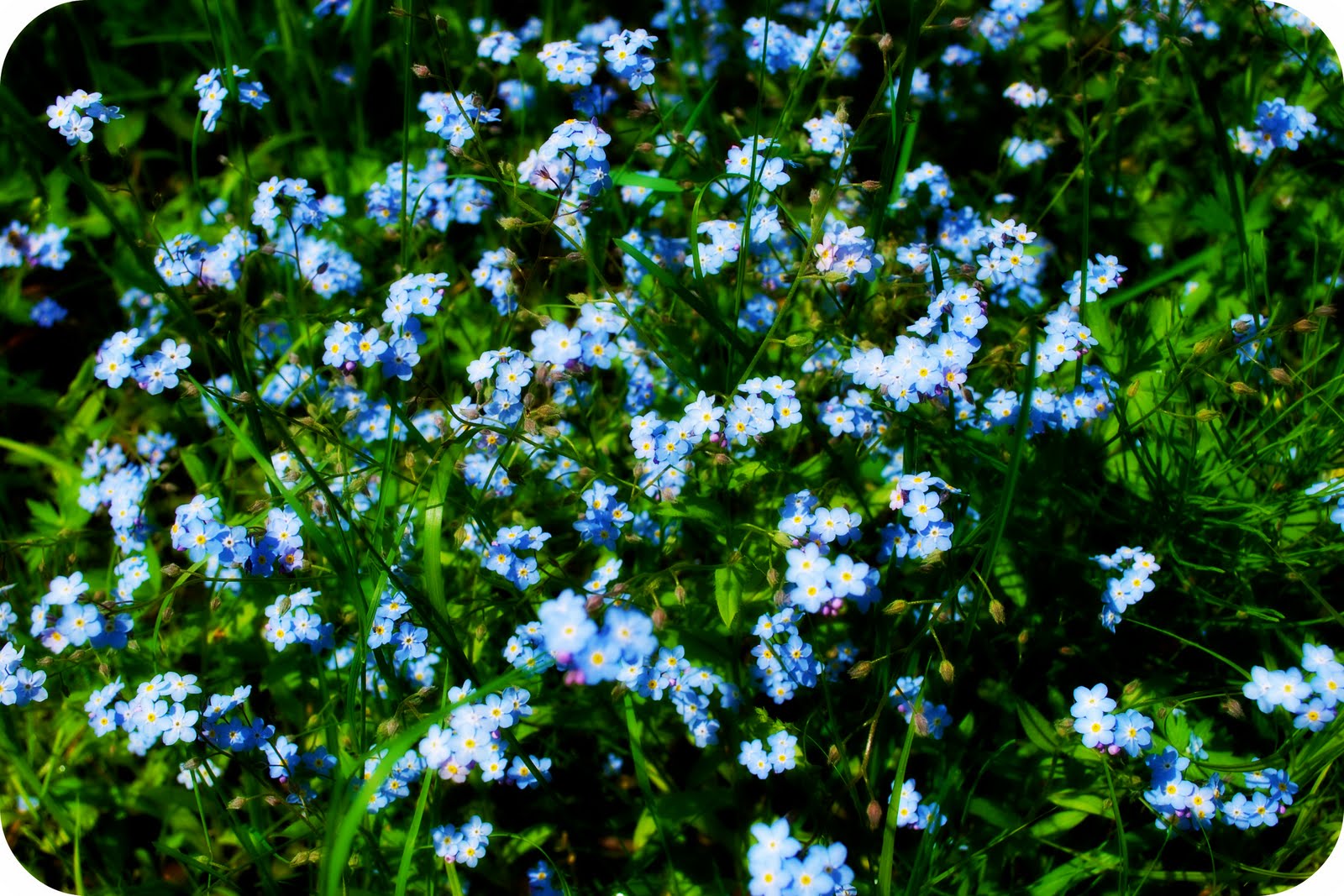 Forget-Me-Nots+Ortonish.jpg