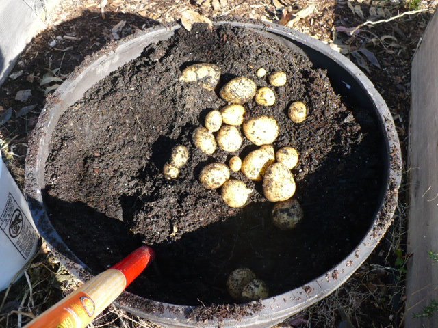 [potatoesnov08+002.JPG]