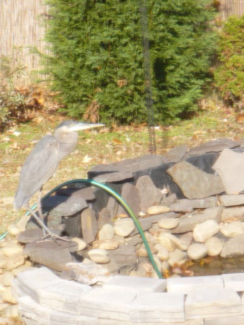 [heron+004.JPG]