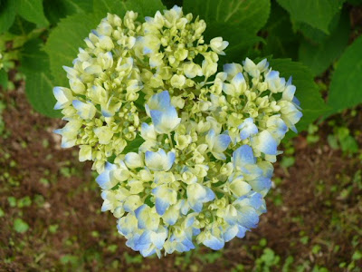 blue hydrangea