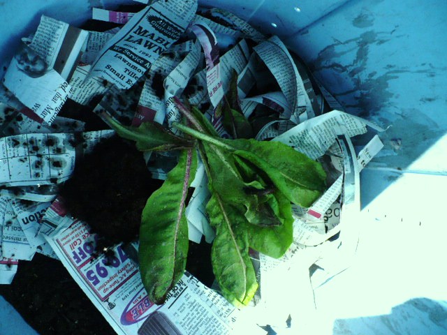 [composttumbler&oat+030.JPG]