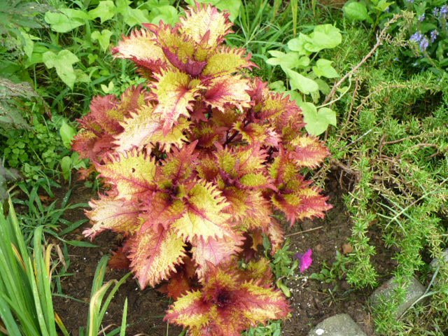 [coleus.JPG]