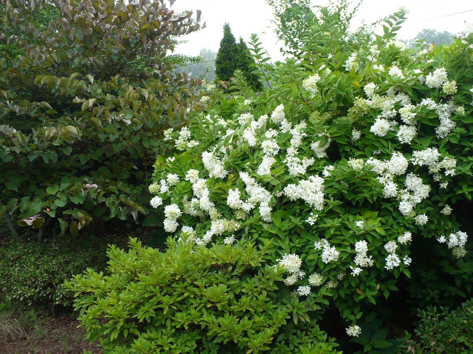 [peegeehydrangea.JPG]