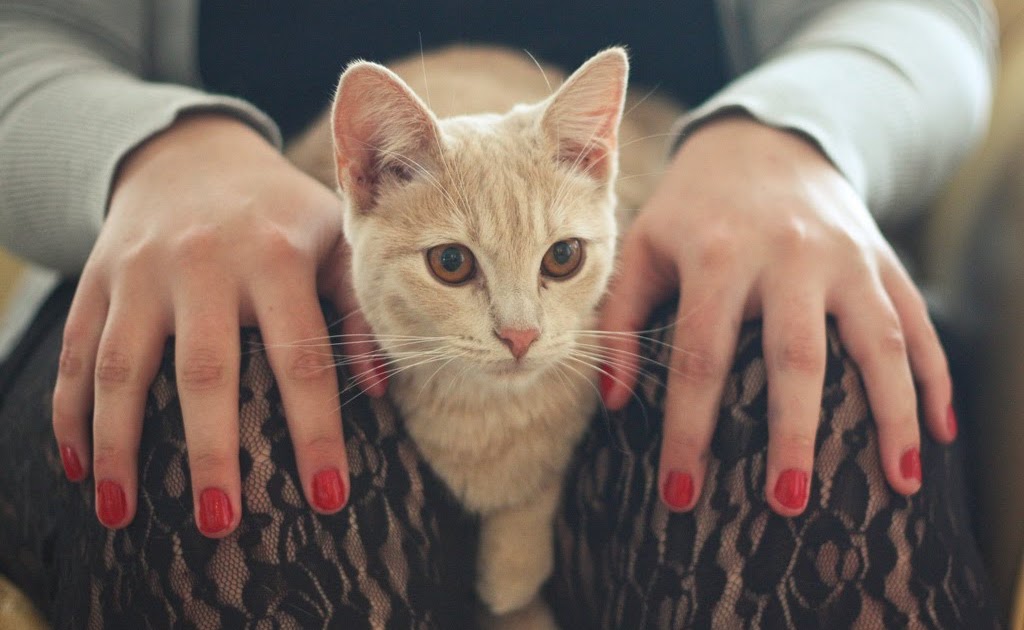 Cat middle finger игрушка. Fingering cat. Fingering cat. Кот с факом футболка. Котик показывает средний палец.