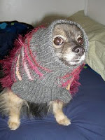 Photo of a small dog in a fluffy sweater.