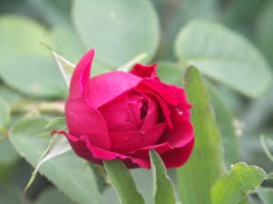 Photo of a red rosebud surrounded by leaves.